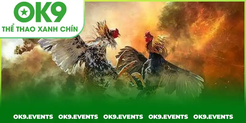 Hướng dẫn luật chọi gà cực kỳ đơn giản