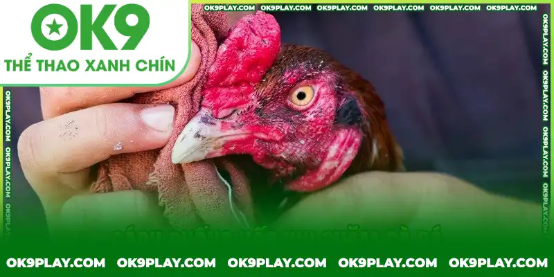 Lưu ý phòng chống hốc gà trong cách chăm gà đá