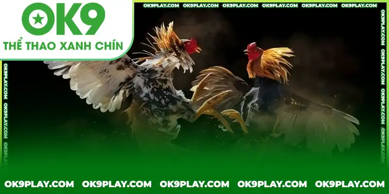 Đá gà cựa dao cùng kinh nghiệm từ chuyên gia