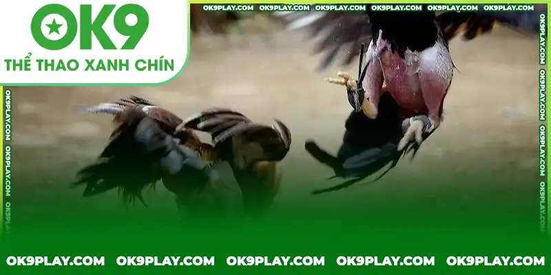 Đá gà cựa dao với các loại cược hấp dẫn