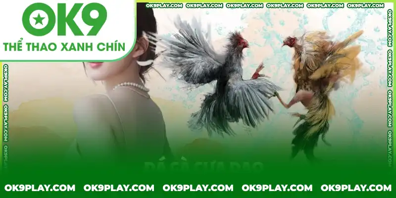 Đá gà cựa sắt bằng dao chỉ có tại các trường thi chuyên nghiệp